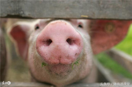 猪用疫苗的有效保存方法！