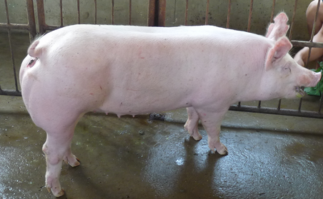 农村养猪挣不到钱的四个原因，你真的了解吗？