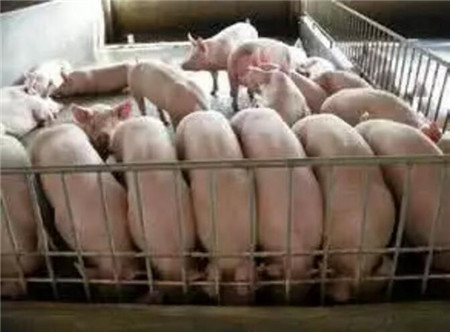 如何解决猪的采食量不高的难题？？？