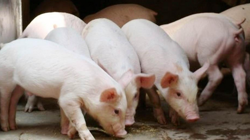 冯永辉：猪价走低产能旺盛，养殖户不要扩大养殖规模！