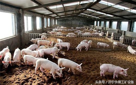 环保高压下猪价企高 散户转型家庭猪场的可行性分析