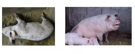 【分享】夏季哺乳母猪热应激预防