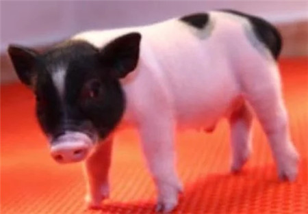 猪器官移植：国际团队克隆出首批不含内源病毒的活猪