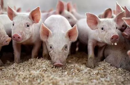 生猪价格一直是农产品市场的风向标。“猪周期”、“猪粮比”都是研究生猪和猪肉价格变动，乃至整个农产品价格变化的重要参考。