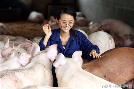 养猪中7个节省饲料的小妙招，你都知道吗？