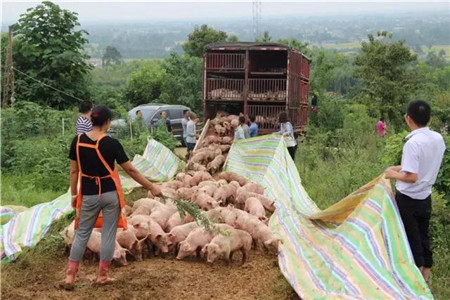 从散养到规模化，德阳通威首个1000头生猪代养项目顺利实施