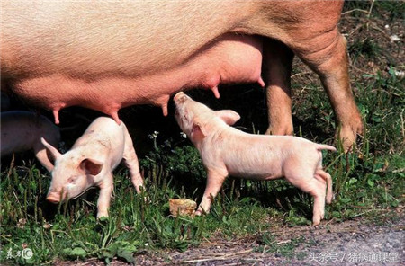 猪场饲养员的自我修养，给母猪输精万万不可强行灌入！