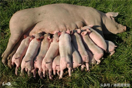 猪场饲养员的自我修养，给母猪输精万万不可强行灌入！