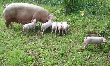 环丙沙星和恩诺沙星在养猪场的巧用，学会治猪病更轻松！