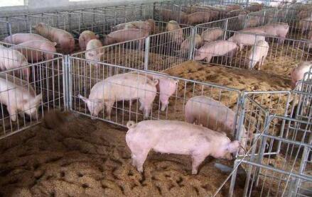 深思：面对生猪养殖业的困局 养殖户该怎样自救？