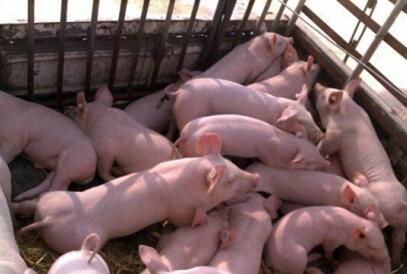 养猪业面临治污挑战，山东、广东等多地加快拆除猪场