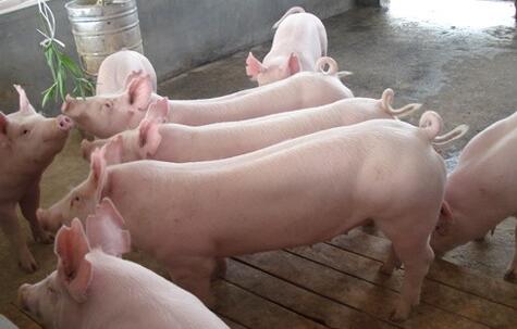 德国猪肉价格上涨7% 德媒：因中国进口数量巨大