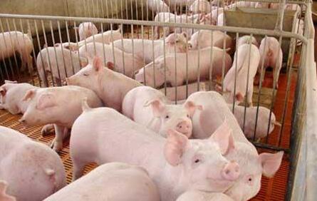近年猪周期规律失灵，环保打乱了猪市产能的恢复轨迹！