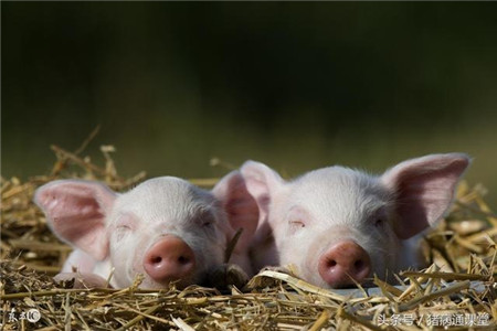 为预防猪出现中暑，猪场应做好哪些预防措施？