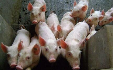 猪价平稳调整 后期生猪的供应量或增加