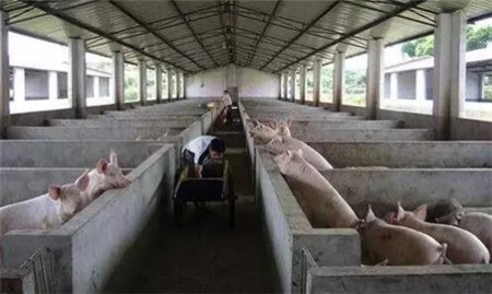 我国养猪业正大换血，90%养猪人要面临重大打击