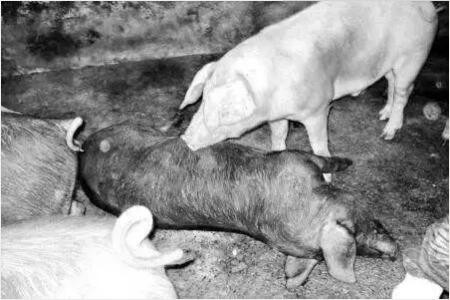 我国养猪业正大换血，90%养猪人要面临重大打击