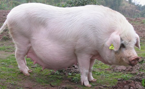 最近这两天，生猪市场继续保持小幅震荡上涨的态势，截止到昨天，全国瘦肉型猪的出栏均价为14.57元/公斤