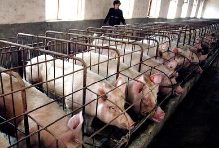 猪场管理中需要注意哪些？