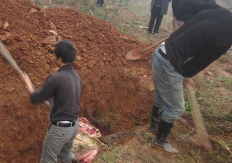 “人民日报评论”微信公号9月11日消息，近日，在浙江开展环境保护督察的中央第二环境保护督察组揭开一起“病死猪非法填埋”案件的面纱。