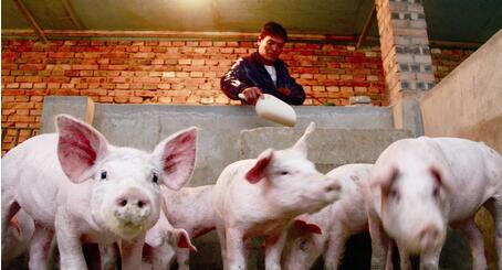 养猪巨头拼命扩张，8月能繁母猪却降至3522万头？
