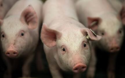 700万头减到18万头，嘉兴生态养猪4年经历了什么