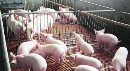 全国60万平方公里打上禁养的标签，以后的猪该往哪养？