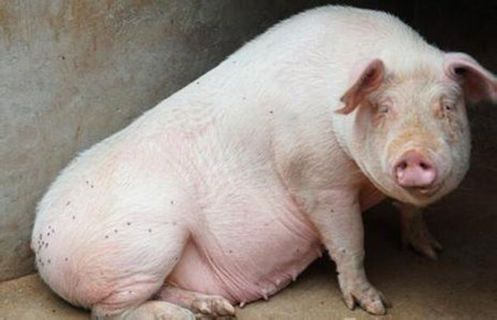 养殖场母猪淘汰量持续增加，后备母猪逐渐缩量