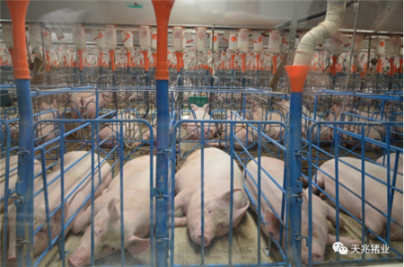   2017年9月13日，广西考察团来到天兆猪业中心种猪核心场，实地考察天兆在种猪选育、猪场环保建设与无害化处理及“四周”批次生产模式等方面的经验做法，