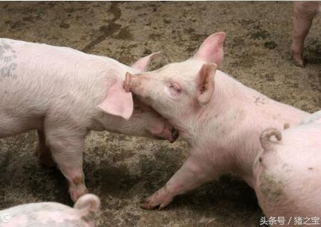 未来养猪面临的两大机会，四大问题，您有想过吗？