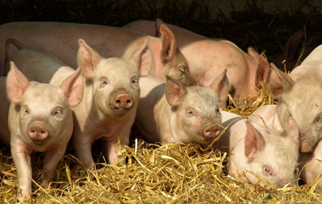 在生产实际中，有的养殖户会采用返饲来预防病毒性腹泻，但是您的猪群是否需要返饲？又以何种方法返饲？下面，小编带着大家理一理。