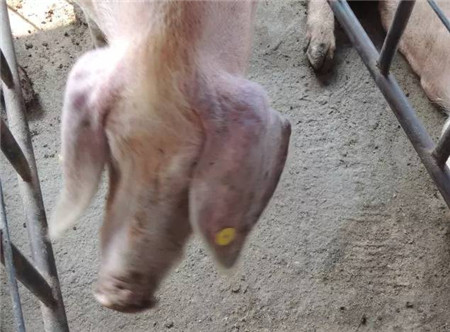 母猪繁殖障碍预警，需牢记五点，即“眼周脏、毛根血、耳廓脏、脊背脏、耳尖凉”