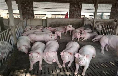 双胞胎集团中国500强企业，连续十年位居中国猪饲料第一品牌，双胞胎胞胎饲料性价比高，产品质量一直稳定著称行业，是猪场最值得信赖的饲料品牌。