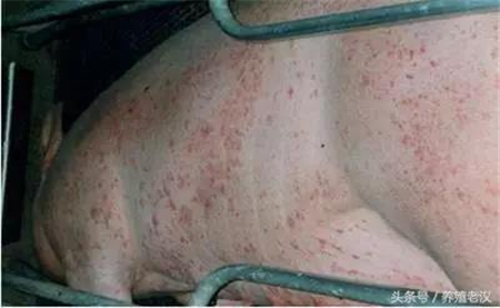 猪场使用脱霉剂后，猪病症状仍不断，养殖户忽略了这些情况！