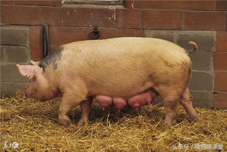 母猪产前不食怎么预防和治疗？