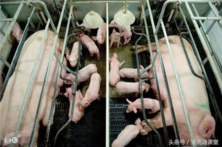 母猪产前不食怎么预防和治疗？