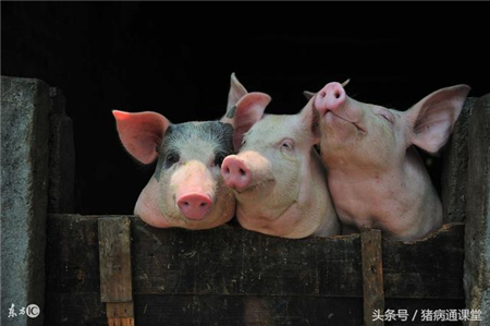养猪绝招：只要方法在，少吃饲料也能长得快！