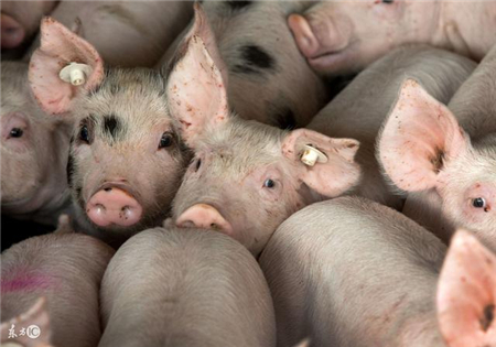 中秋、国庆双节将至，猪价真的能如愿飙升吗？