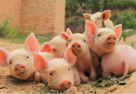 小散无力崛起，这8个养猪大户决定了养殖方向