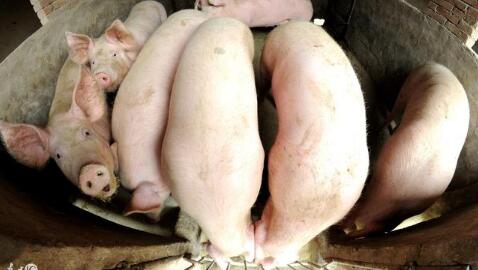 散养户太多导致猪价大涨大跌？这个锅养殖户不能背
