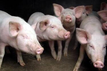 福建大田:联合公安查处一起生产、销售病死猪肉案件