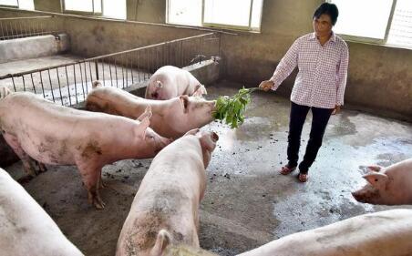 8个月近千亿砸向养猪业，现在投资养猪还是不是好时机？