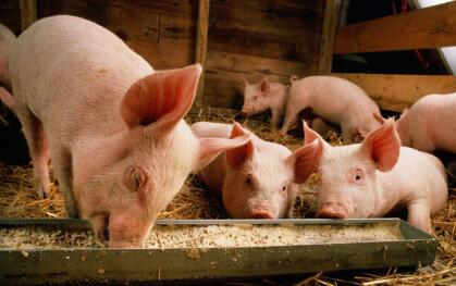大北农豪掷30亿投资养猪，离6000万头生猪还有多远？