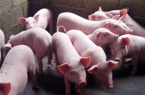 八大养猪巨头扩张已超2亿头，猪场还能赚钱吗？
