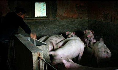 农村养猪人请注意：没在禁养区，不意味着可以随便养猪！