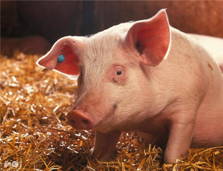 2017年的未来猪价会怎么走？