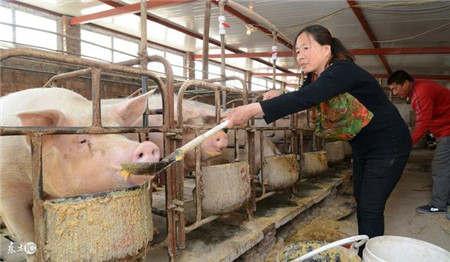 回家养猪年赚100万&在北京做白领年薪10万，你选哪个？