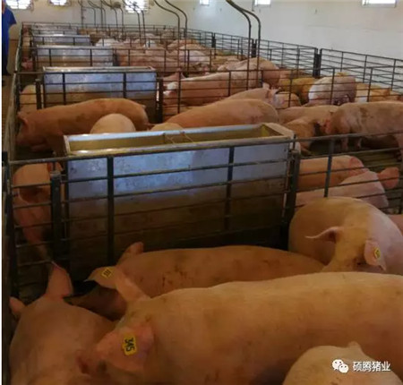 　　硕腾赴美考察团拜访印第安纳波利斯“异普克”示范猪场，现场感受“异普克猪”的姿态