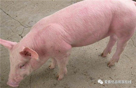 猪只秋季易发生流行性感冒，养殖户千万不要忽视