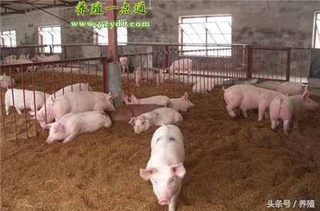 发酵床养猪优缺点比较，阶段性采用或可二者兼顾